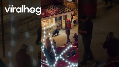 Bear Goes Rummaging Through Downtown Gatlinburg || ViralHog