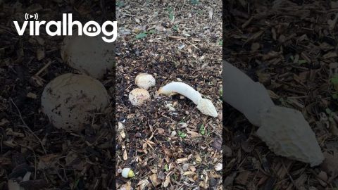 Funny Weird Looking Fungus || ViralHog