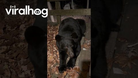 Adorable Bear Misinterprets 'Down' Instruction || ViralHog