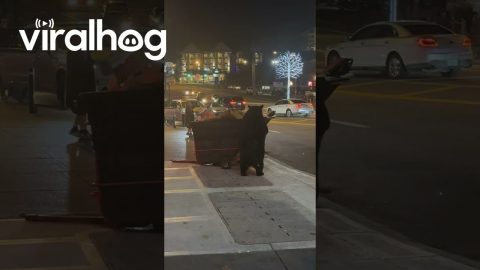 Black Bear Raids Dumpster in Downtown Gatlinburg || ViralHog