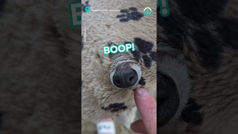 Adorable Raccoon Hands || ViralHog