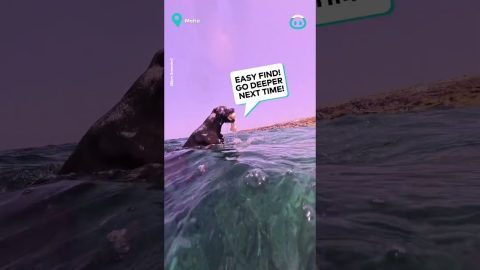 Doggo Loves To Dive Under The Sea || ViralHog