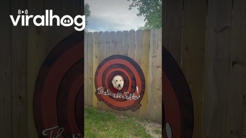 Dog Replicates Famous 'That's All, Folks' || ViralHog