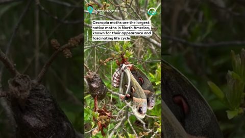 Newly-Hatched Cecropia Moth || ViralHog