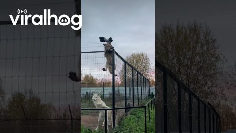 Clever Wolf Climbs Tall Fence || ViralHog