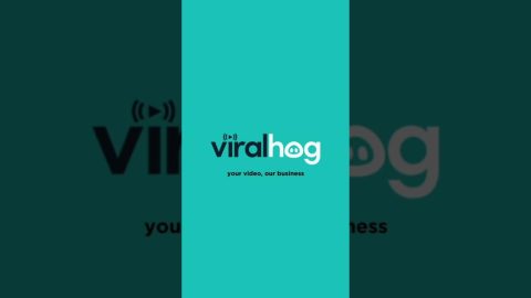 This Doggo Hops For Breakfast || ViralHog