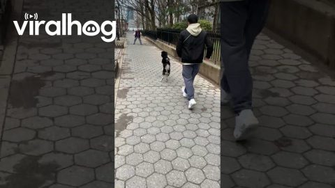 Excited Pomsky Hops to Person || ViralHog