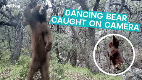 Dancing Bear Shows Off || ViralHog