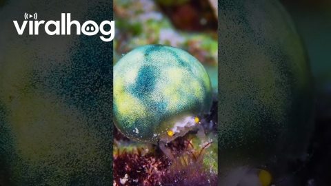 Small Crab Carries Sea Squirt || ViralHog