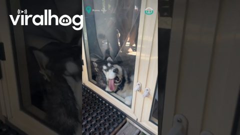 Husky Gets FOMO || ViralHog