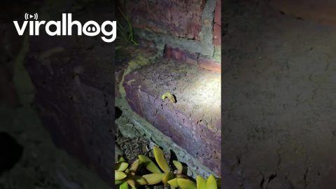 Man Finds a Glow-Worm in His Backyard || ViralHog