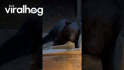 Black Bear Relaxes in Doorway || ViralHog