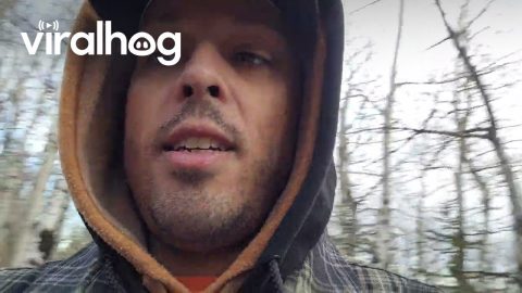 Man Finds Himself Surrounded By Moose || ViralHog