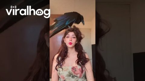 Raven Gives Woman New Hairdo || ViralHog
