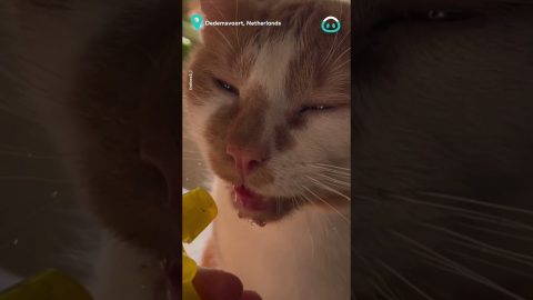 Kitty loves Spray Bottle Fountain || ViralHog