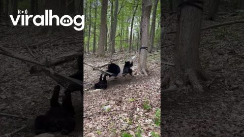 Mama Bear and Cubs Play on Hammock || ViralHog