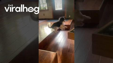 Elderly Pup Parkours Off Step || ViralHog