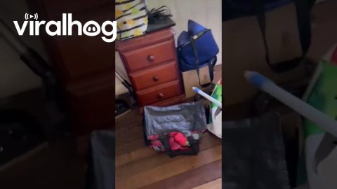 An Unexpected Visitor Slithers Into Home || ViralHog