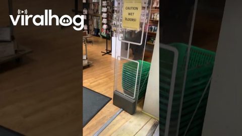 Black Bear Browses Store Aisle || ViralHog