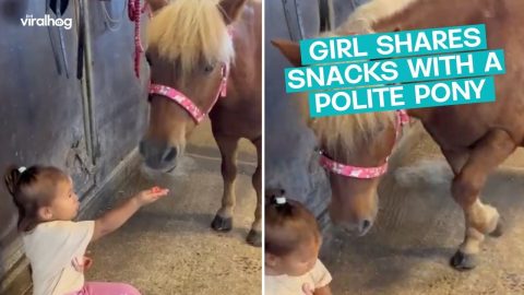 Adorable Girl Shares Snacks her Pony || ViralHog