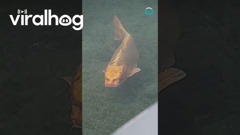 Real-life Catfish || ViralHog