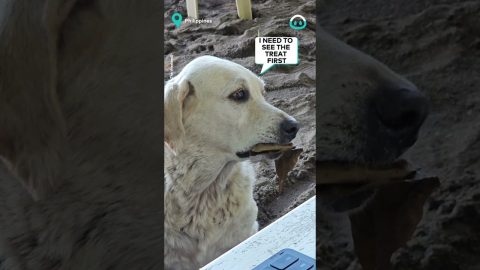 Golden Retriever Tradesman || ViralHog