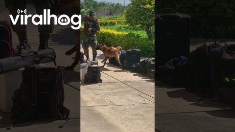 Drug Sniffing Dog Leaves His Mark || ViralHog