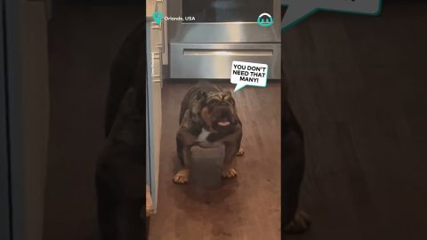 Blueberry Bull Dog Caught Stealing || ViralHog