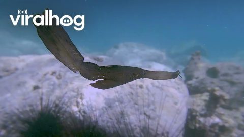 Freediver Swims With Robust Ghost Pipefish || ViralHog