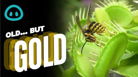 Venus Flytrap Captures Wasps || ViralHog