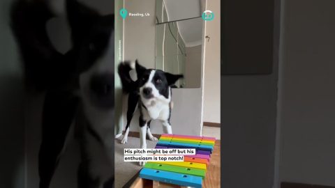 Super Smart Border Collie Musician || ViralHog
