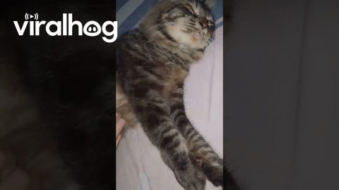Belly Rubs Make Cat Like Air || ViralHog