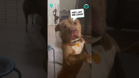 Doggo wants to be lead singer 🥺😅 || ViralHog