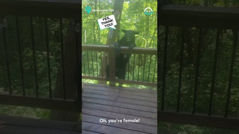 Very Politely Telling Bear To Leave || ViralHog