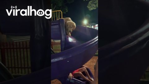 Golden Puppy Goes Down Slide Too || ViralHog
