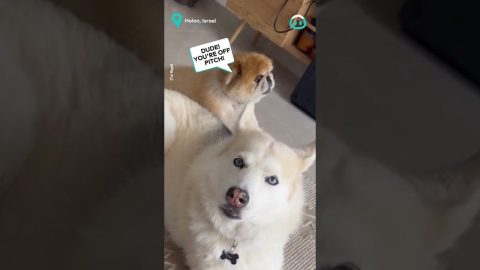 These Dogs Sure Can Duet || ViralHog
