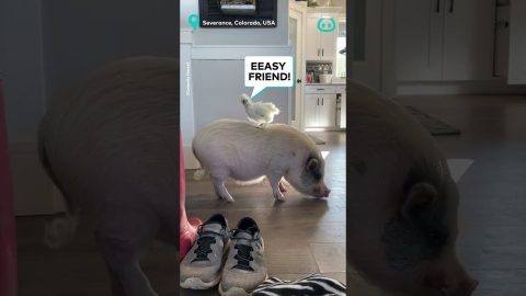 Baby Chick and Pig Besties || ViralHog