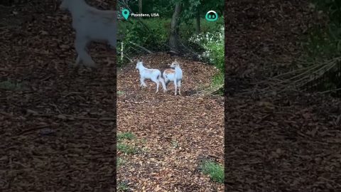 Adorable Deer Duo are up to mischief || ViralHog