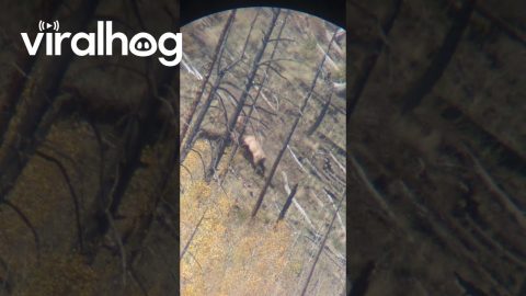 Rutting Bull Elks Spar With Each Other || ViralHog