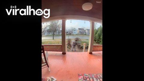 Alleged Package Thief Receives Instant Karma || ViralHog