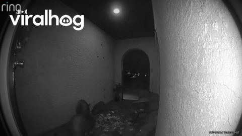 Javelinas Steal Halloween Candy || ViralHog
