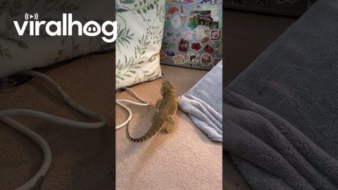 Bearded Dragon Tries to Climb Up Pillow || ViralHog