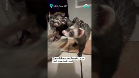 Rescue Ferrets Say Hello || ViralHog
