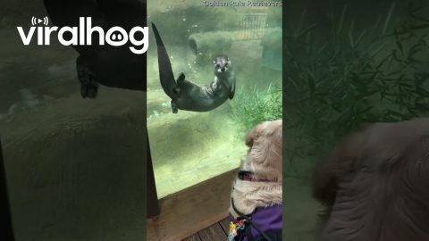 Golden Retriever Fascinated by Otters at the Zoo || ViralHog