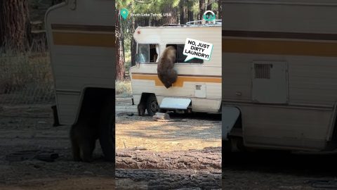 Bear And It's Baby Camp In RV || ViralHog