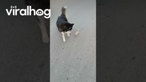 My Husky Refused to Go Home Without Her || ViralHog