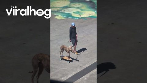 Greyhound Rides Electric Longboard || ViralHog