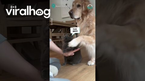All Paws In! || ViralHog