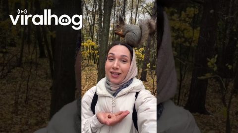 Snow White 2.0 Feeds Nuts To Squirrel || ViralHog