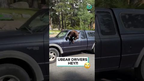This Bear Tries To Drive || ViralHog